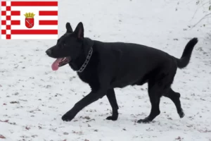 Lees meer over het artikel Oost-Europese Herdershond Fokker en Puppies in Bremen