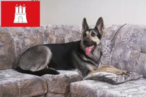 Lees meer over het artikel Oost-Europese Herdershond Fokker en Puppies in Hamburg