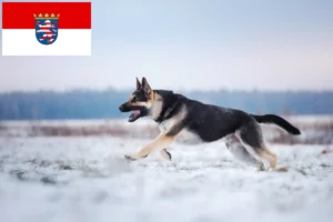 Lees meer over het artikel Oost-Europese Herdershond Fokker en Puppies in Hessen