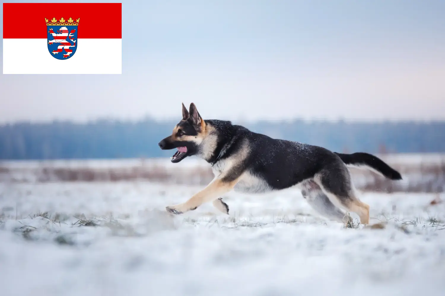 Oost-Europese Herder Puppies en Fokker Hessen Hier vind je fokkers van Oost-Europese Herdershonden in Hessen.