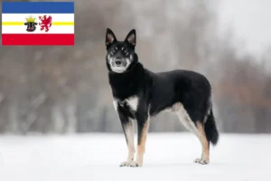 Lees meer over het artikel Oost-Europese Herdershond Fokker en Puppies in Mecklenburg-Vorpommern