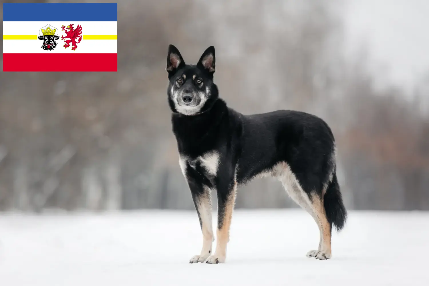 Lees meer over het artikel Oost-Europese Herdershond Fokker en Puppies in Mecklenburg-Vorpommern