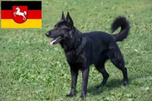 Lees meer over het artikel Oost-Europese Herdershond fokker en puppies in Nedersaksen