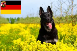 Lees meer over het artikel Oost-Europese Herdershondenfokker en Puppies in Rijnland-Palts