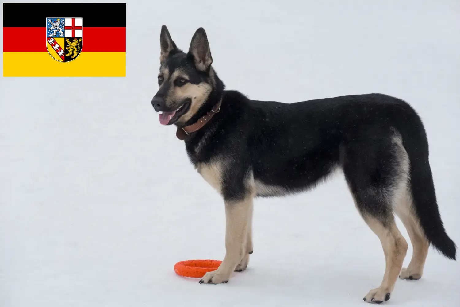 Oost-Europese Herder Puppies en Fokker Saarland Hier vind je fokkers van Oost-Europese Herdershonden im Saarland.