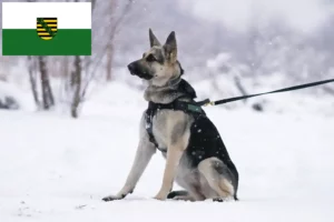 Lees meer over het artikel Oost-Europese Herdershond Fokker en Puppies in Saksen