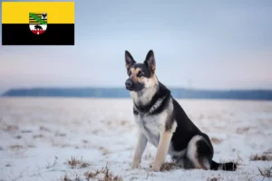 Lees meer over het artikel Oost-Europese Herdershond Fokker en Puppies in Saksen-Anhalt