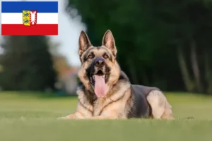 Lees meer over het artikel Oost-Europese Herdershond Fokker en Puppies in Sleeswijk-Holstein