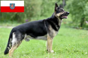 Lees meer over het artikel Oost-Europese Herdershond Fokker en Puppies in Thüringen