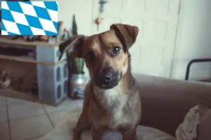 Lees meer over het artikel Oostenrijkse Pinscher fokker en puppies in Beieren
