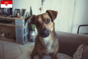 Lees meer over het artikel Oostenrijkse Pinscher fokker en pups in Brandenburg