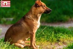 Lees meer over het artikel Oostenrijkse Pinscher fokker en pups in Bremen