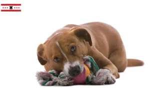 Lees meer over het artikel Oostenrijkse Pinscher fokker en pups in Drenthe