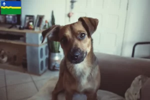 Lees meer over het artikel Oostenrijkse Pinscher fokker en pups in Flevoland
