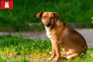 Lees meer over het artikel Oostenrijkse Pinscher fokker en pups in Hamburg