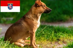 Lees meer over het artikel Oostenrijkse Pinscher fokker en pups in Hessen