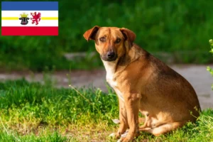 Lees meer over het artikel Oostenrijkse Pinscher fokker en pups in Mecklenburg-Vorpommern
