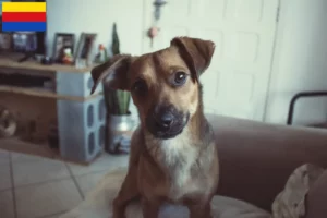 Lees meer over het artikel Oostenrijkse Pinscher fokker en pups in Noord-Holland