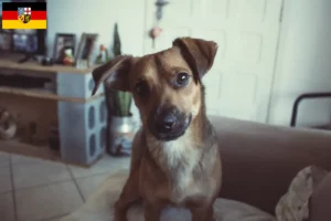 Lees meer over het artikel Oostenrijkse Pinscher fokker en pups in Saarland