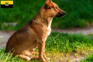 Lees meer over het artikel Oostenrijkse Pinscher fokker en pups in Saksen-Anhalt