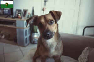 Lees meer over het artikel Oostenrijkse Pinscher fokker en pups in Saksen