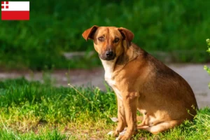 Lees meer over het artikel Oostenrijkse Pinscher fokker en pups in Utrecht