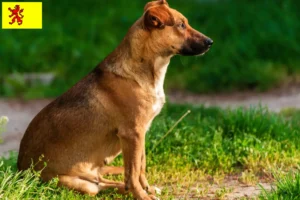 Lees meer over het artikel Oostenrijkse Pinscher fokker en pups in Zuid-Holland