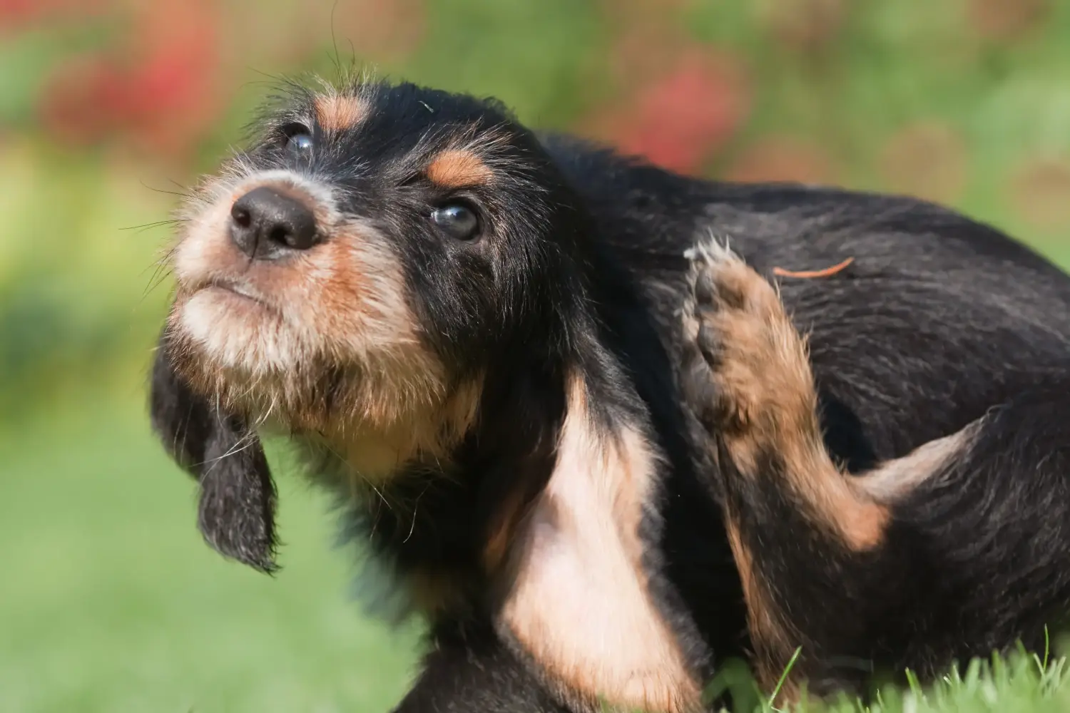 Een Otterhund puppy kopen betekent verantwoordelijkheid nemen! Otterhund puppy kopen.