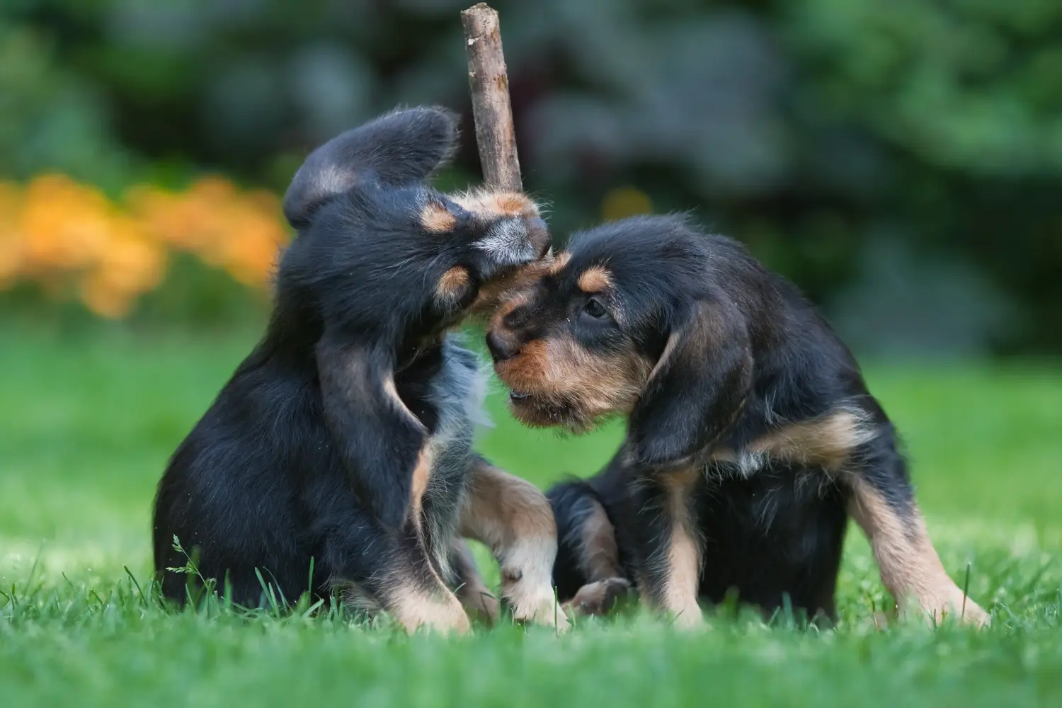 Een Otterhund puppy kopen betekent verantwoordelijkheid nemen! Otterhund puppy kopen.