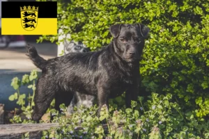 Lees meer over het artikel Patterdale Terrier fokkers en pups in Baden-Württemberg