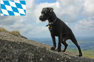 Lees meer over het artikel Patterdale Terrier fokkers en puppies in Beieren