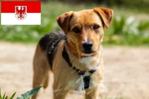 Lees meer over het artikel Patterdale Terrier fokkers en pups in Brandenburg
