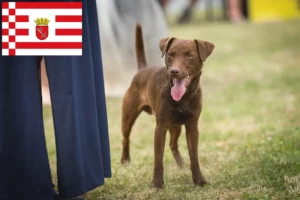 Lees meer over het artikel Patterdale Terrier fokkers en pups in Bremen