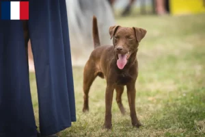 Lees meer over het artikel Patterdale Terrier fokkers en puppies in Frankrijk