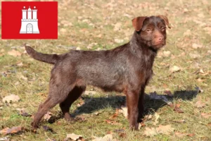 Lees meer over het artikel Patterdale Terrier fokkers en pups in Hamburg
