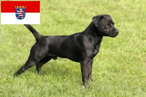 Lees meer over het artikel Patterdale Terrier fokkers en pups in Hessen