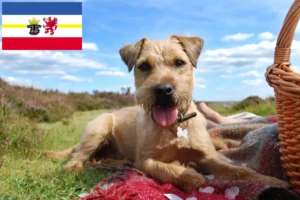 Lees meer over het artikel Patterdale Terrier fokkers en pups in Mecklenburg-Vorpommern