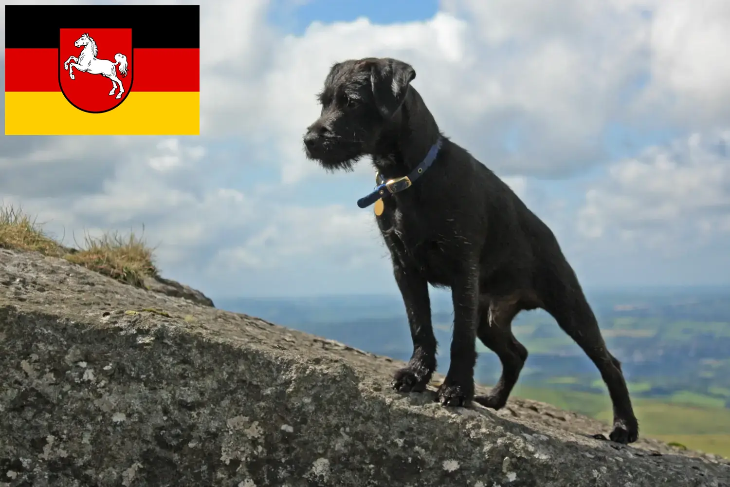 Lees meer over het artikel Patterdale Terrier fokkers en pups in Nedersaksen