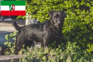 Lees meer over het artikel Patterdale Terrier fokkers en pups in Noordrijn-Westfalen