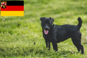 Lees meer over het artikel Patterdale Terrier fokkers en pups in Rijnland-Palts