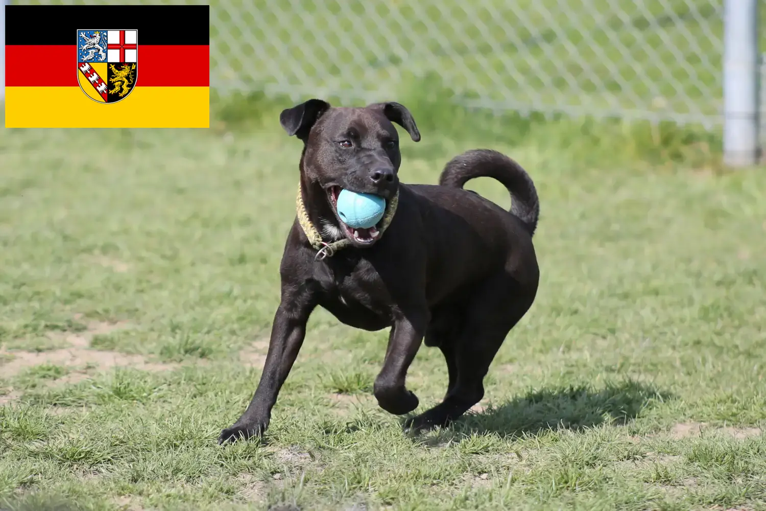 Patterdale Terrier puppies en fokkers Saarland Hier vind je Patterdale Terrier fokkers im Saarland.