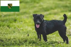 Lees meer over het artikel Patterdale Terrier fokkers en pups in Saksen