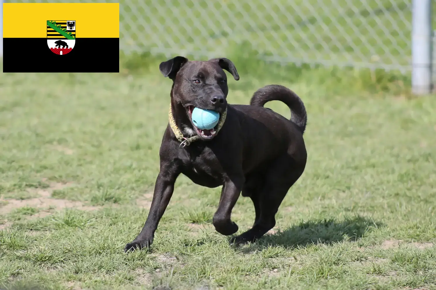 Lees meer over het artikel Patterdale Terrier fokkers en pups in Saksen-Anhalt