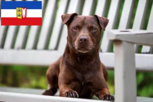 Lees meer over het artikel Patterdale Terrier fokkers en puppies in Sleeswijk-Holstein