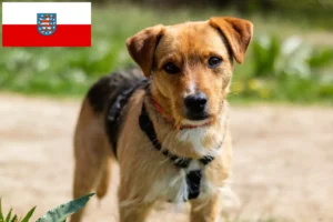 Lees meer over het artikel Patterdale Terrier fokkers en pups in Thüringen