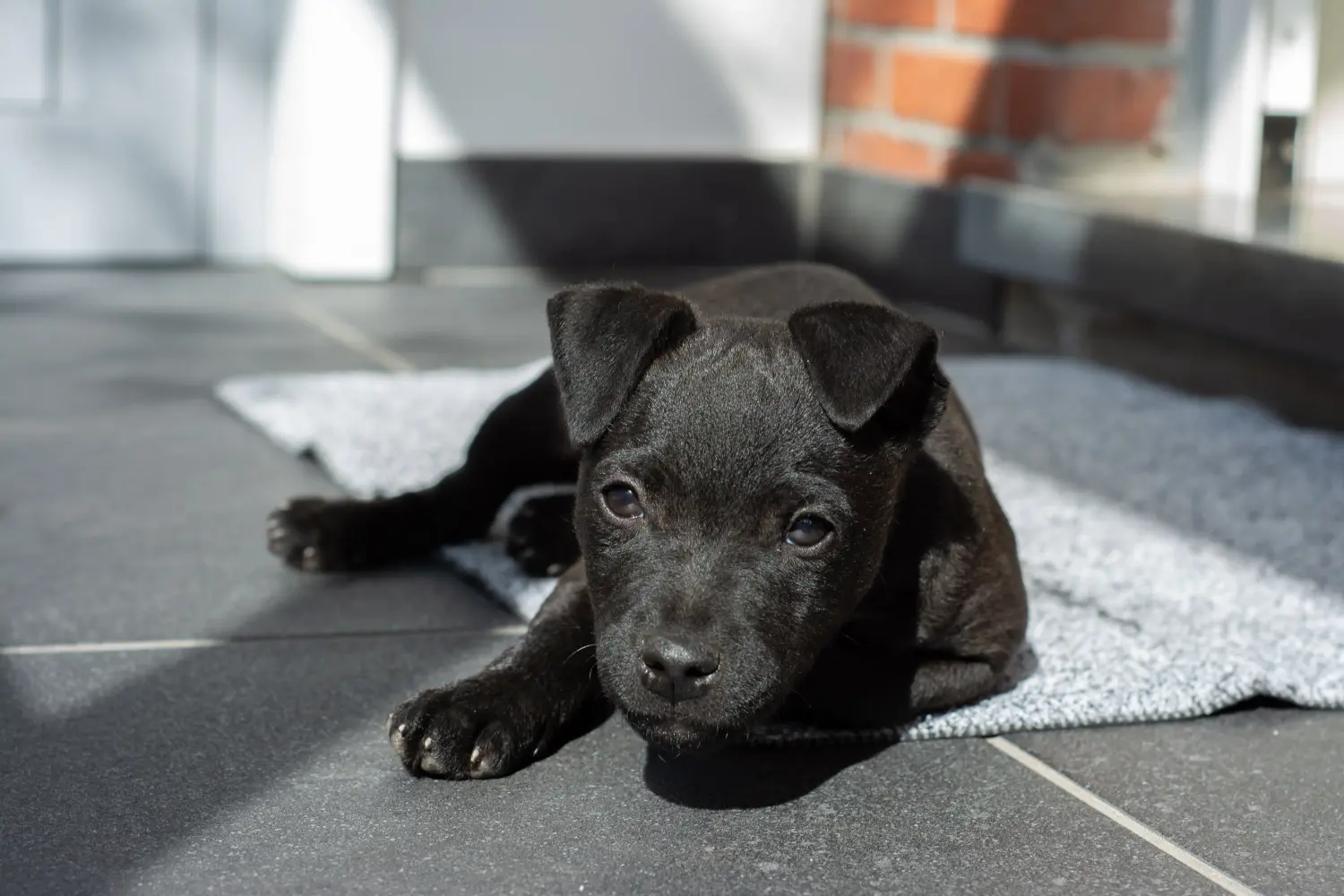 Een Patterdale Terrier puppy kopen betekent verantwoordelijkheid nemen! Patterdale Terrier puppy kopen.