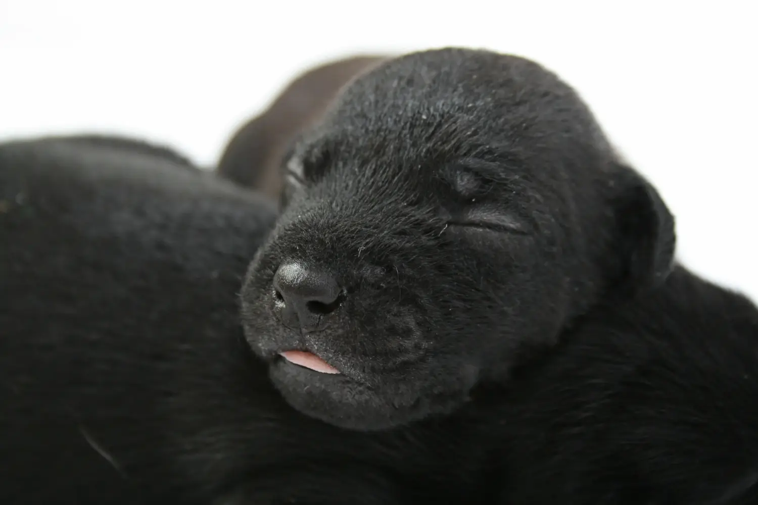 Een Patterdale Terrier puppy kopen betekent verantwoordelijkheid nemen! Patterdale Terrier puppy kopen.