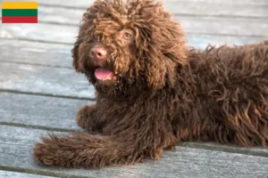 Lees meer over het artikel Perro de Agua Español fokkers en pups in Litouwen