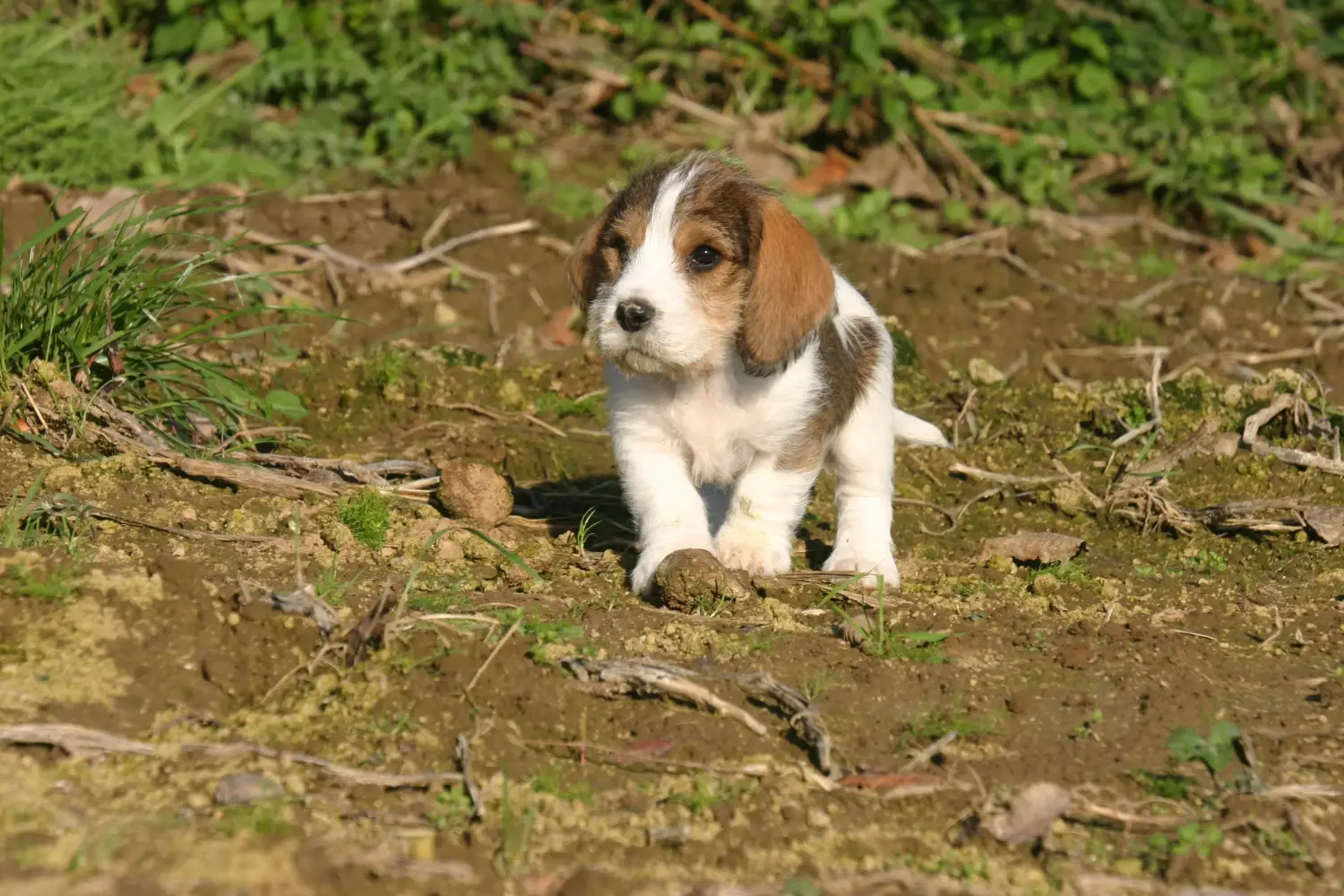 Een Petit Basset Griffon Vendéen puppy kopen betekent verantwoordelijkheid nemen! Petit Basset Griffon Vendéen pups te koop.