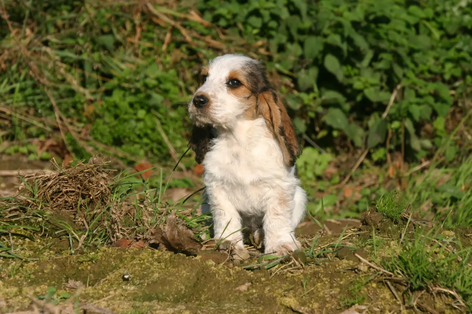 Een Petit Basset Griffon Vendéen puppy kopen betekent verantwoordelijkheid nemen! Petit Basset Griffon Vendéen pups te koop.